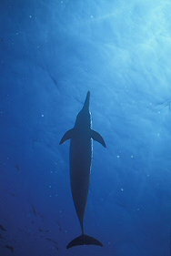 spinner dolphin from below