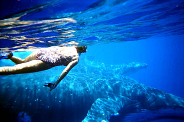 Swimming with Humpback Whales